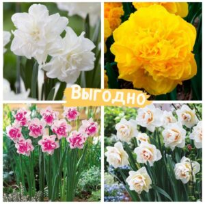 Комплект Нарцисс! купить по цене от 869.00р. в интернет-магазине «Посадика» с доставкой почтой в в Москве и по всей России – [изображение №1].