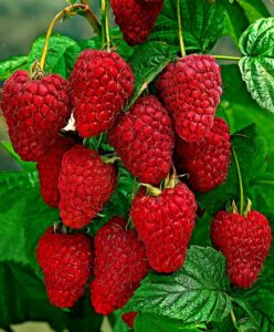 Малина Ап-32 купить по цене от 255р. в интернет-магазине «Посадика» с доставкой почтой в в Москве и по всей России – [изображение №1].