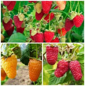 Малиновая выгода для Вас! купить по цене от 450р. в интернет-магазине «Посадика» с доставкой почтой в в Москве и по всей России – [изображение №1].