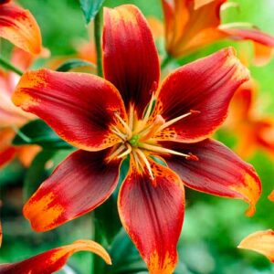 Лилия азиатская Форевер Сьюзан купить по цене от 360р. в интернет-магазине «Посадика» с доставкой почтой в в Москве и по всей России – [изображение №1].