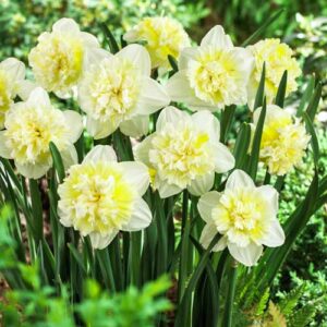 Нарцисс махровый Айс Кинг купить по цене от 200.00р. в интернет-магазине «Посадика» с доставкой почтой в в Москве и по всей России – [изображение №1].