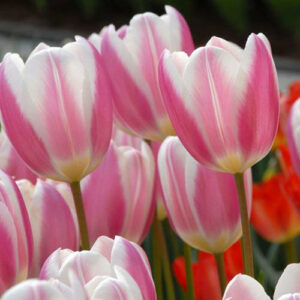 Тюльпан Силк Сюрпрайз купить по цене от 230р. в интернет-магазине «Посадика» с доставкой почтой в в Москве и по всей России – [изображение №1].