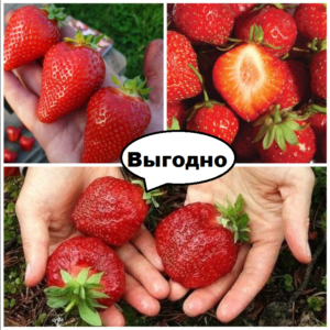 Клубничная выгода! (зима -35°C) купить по цене от 914.00р. в интернет-магазине «Посадика» с доставкой почтой в в Москве и по всей России – [изображение №1].