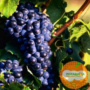 Виноград Черный жемчуг купить по цене от 310р. в интернет-магазине «Посадика» с доставкой почтой в в Москве и по всей России – [изображение №1].