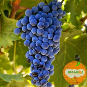 Виноград Каберне барон купить по цене от 310р. в интернет-магазине «Посадика» с доставкой почтой в в Москве и по всей России – [изображение №1].