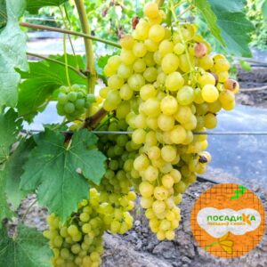 Виноград Кристалл купить по цене от 310р. в интернет-магазине «Посадика» с доставкой почтой в в Москве и по всей России – [изображение №1].
