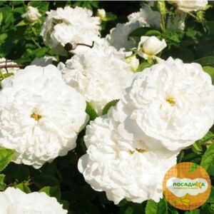 Роза миниатюрная Мари Бридж купить по цене от 489.00р. в интернет-магазине «Посадика» с доставкой почтой в в Москве и по всей России – [изображение №1].