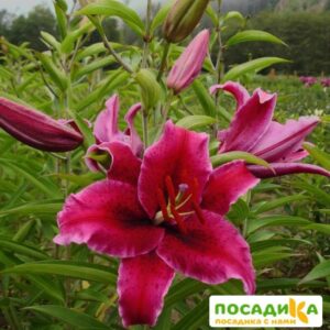 Лилия восточная (ориенталь) Рио Негро купить по цене от 280.00р. в интернет-магазине «Посадика» с доставкой почтой в в Москве и по всей России – [изображение №1].