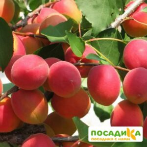 Абрикос Восторг Ранний (Джем из абрикос) купить по цене от 355р. в интернет-магазине «Посадика» с доставкой почтой в в Москве и по всей России – [изображение №1].