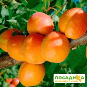 Абрикос Триумф северный купить по цене от 355р. в интернет-магазине «Посадика» с доставкой почтой в в Москве и по всей России – [изображение №1].