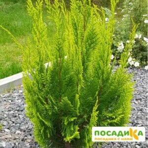 Кипарисовик Лавсона Ивонне купить по цене от 479.00р. в интернет-магазине «Посадика» с доставкой почтой в в Москве и по всей России – [изображение №1].