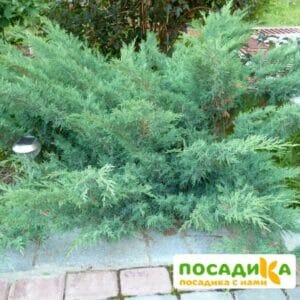 Можжевельник Пфитцера Глаука купить по цене от 350.00р. в интернет-магазине «Посадика» с доставкой почтой в в Москве и по всей России – [изображение №1].