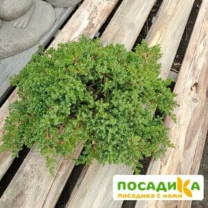 Можжевельник лежачий Нана купить по цене от 370.00р. в интернет-магазине «Посадика» с доставкой почтой в в Москве и по всей России – [изображение №1].