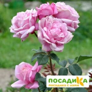 Роза Дитер Мюллер купить по цене от 400.00р. в интернет-магазине «Посадика» с доставкой почтой в в Москве и по всей России – [изображение №1].