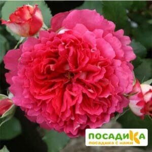 Роза Доктор Массад купить по цене от 380.00р. в интернет-магазине «Посадика» с доставкой почтой в в Москве и по всей России – [изображение №1].