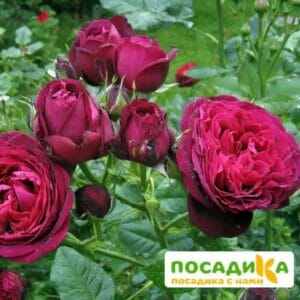 Роза Графин Фон Хандерберг купить по цене от 500.00р. в интернет-магазине «Посадика» с доставкой почтой в в Москве и по всей России – [изображение №1].