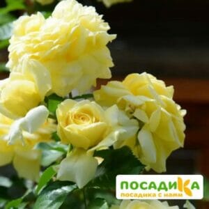 Роза ПОЧВОПОКРОВНАЯ Надя Мейдиланд купить по цене от 500.00р. в интернет-магазине «Посадика» с доставкой почтой в в Москве и по всей России – [изображение №1].