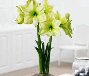 Амариллис (гиппеаструм) Лемон Лайм купить по цене от 599р. в интернет-магазине «Посадика» с доставкой почтой в в Москве и по всей России – [изображение №1].