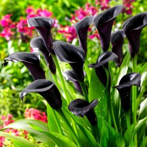 Калла Одесса купить по цене от 309р. в интернет-магазине «Посадика» с доставкой почтой в в Москве и по всей России – [изображение №1].