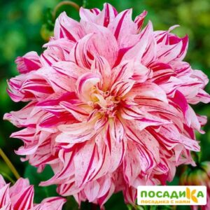 Георгина Бристол Страйп купить по цене от 300р. в интернет-магазине «Посадика» с доставкой почтой в в Москве и по всей России – [изображение №1].