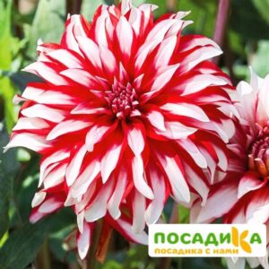 ГЕОРГИНА ПЕННИ ЛЕЙН (декоративная) купить по цене от 350р. в интернет-магазине «Посадика» с доставкой почтой в в Москве и по всей России – [изображение №1].