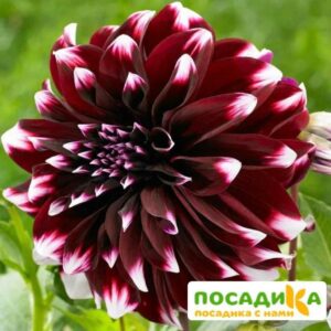 Георгина Контраст (декоративная) купить по цене от 350р. в интернет-магазине «Посадика» с доставкой почтой в в Москве и по всей России – [изображение №1].