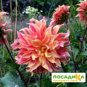 Георгина Лабиринт (декоративная) купить по цене от 320р. в интернет-магазине «Посадика» с доставкой почтой в в Москве и по всей России – [изображение №1].