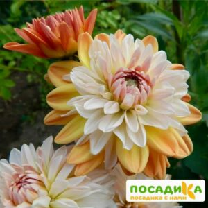 Георгина Коуп де Солейл (декоративная) купить по цене от 400р. в интернет-магазине «Посадика» с доставкой почтой в в Москве и по всей России – [изображение №1].