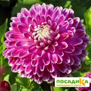 Георгина декоративная Ванкувер купить по цене от 350р. в интернет-магазине «Посадика» с доставкой почтой в в Москве и по всей России – [изображение №1].