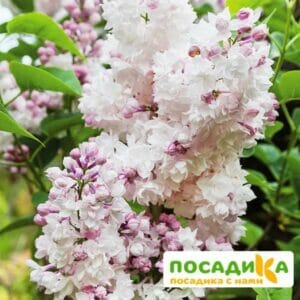 Сирень Красавица Москвы купить по цене от 529.00р. в интернет-магазине «Посадика» с доставкой почтой в в Москве и по всей России – [изображение №1].