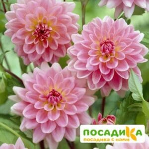 Георгины Клервью Джонс купить по цене от 280р. в интернет-магазине «Посадика» с доставкой почтой в в Москве и по всей России – [изображение №1].