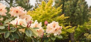 саженцы рододендрона