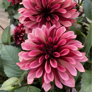 Георгин Перли Сансет купить по цене от 309р. в интернет-магазине «Посадика» с доставкой почтой в в Москве и по всей России – [изображение №1].