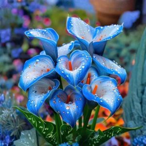 Калла Портрейт купить по цене от 292р. в интернет-магазине «Посадика» с доставкой почтой в в Москве и по всей России – [изображение №1].