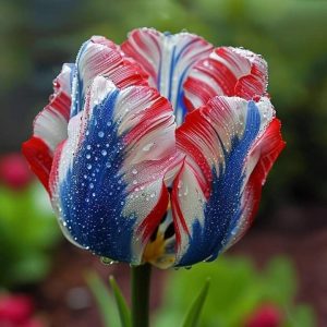 Тюльпан Ремс Сенсейшн купить по цене от 219р. в интернет-магазине «Посадика» с доставкой почтой в в Москве и по всей России – [изображение №1].