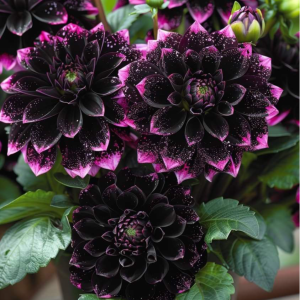 Георгин Лаванда Лейс купить по цене от 679р. в интернет-магазине «Посадика» с доставкой почтой в в Москве и по всей России – [изображение №1].