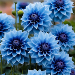 Георгин Вижапе купить по цене от 699р. в интернет-магазине «Посадика» с доставкой почтой в в Москве и по всей России – [изображение №1].