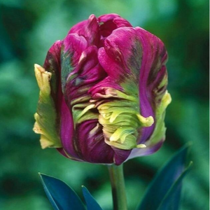 Тюльпан Экзотик Хэвен купить по цене от 186р. в интернет-магазине «Посадика» с доставкой почтой в в Москве и по всей России – [изображение №1].